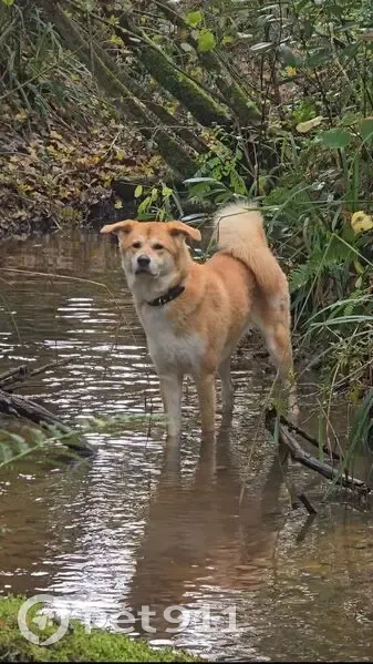 Chien Akita beige/blanc perdu à Floirac - photo