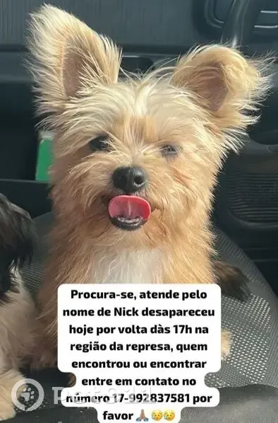 Cachorro perdido Macho (brl001772) - photo