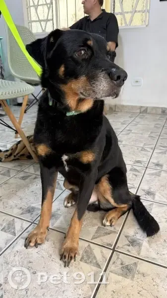 Cachorro encontrado - photo