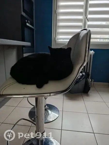 Chat noir perdu, oreille abîmée, Ambérieu - photo