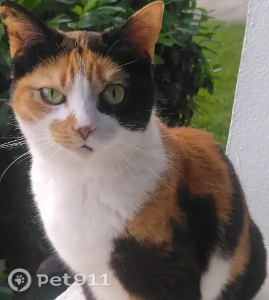 Chat perdue, très craintive à Juvisy-sur-Orge - photo