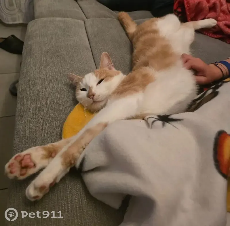 Chat perdu à Carquefou, pucé et tatoué - photo