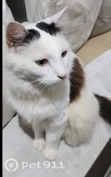 Chat angora blanc perdu à Quincy-sous-Sénart - photo
