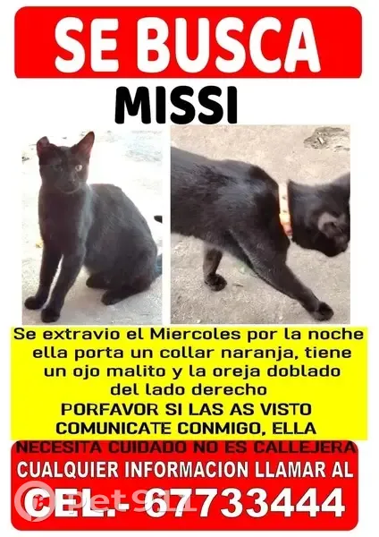 Se busca: Gata negra con collar naranja - photo