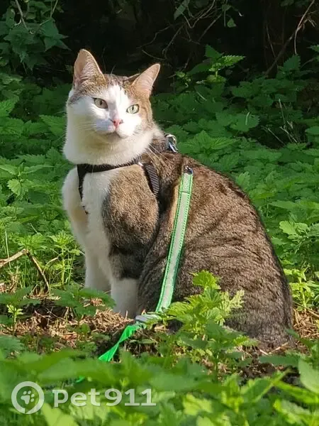 Chat perdu à Lille : grand, tigré et blanc - photo