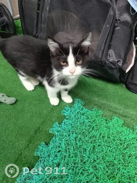 Chaton noir et blanc trouvé à Louvres - photo