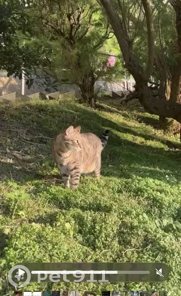 Chat perdu : Liby, tigré, 8kg, Hendaye - photo