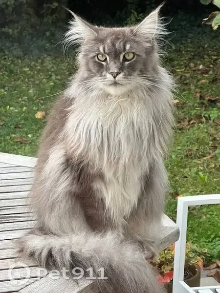 Chat perdu : Tennesse, gris/blanc, Savigny - photo