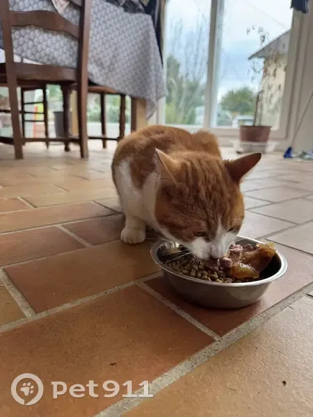 Chat Roux et Blanc Trouvé à Saint-Junien - photo