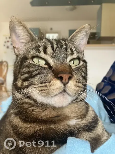 Chat perdu : gros, craintif, très gentil - photo