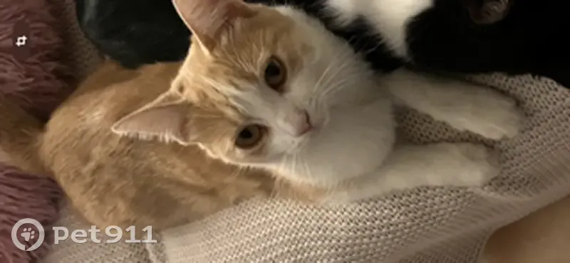 Chatte perdue : Willow, 15 mois, Gattières - photo