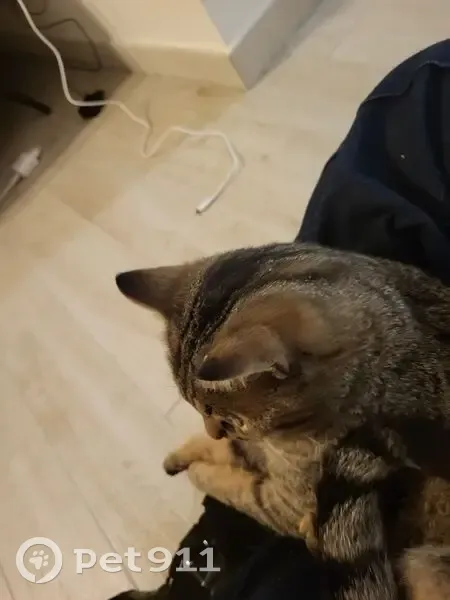 Chat tigré trouvé Av. Verdun, Ivry-sur-Seine - photo