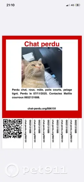 Chat roux perdu, très gentil, Mazingarbe - photo