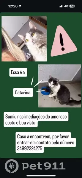 Gato desaparecido - photo