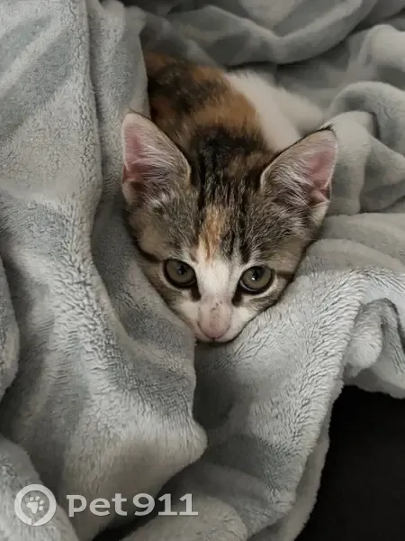 Chaton Isabelle 4 mois perdu, La Chapelle - photo