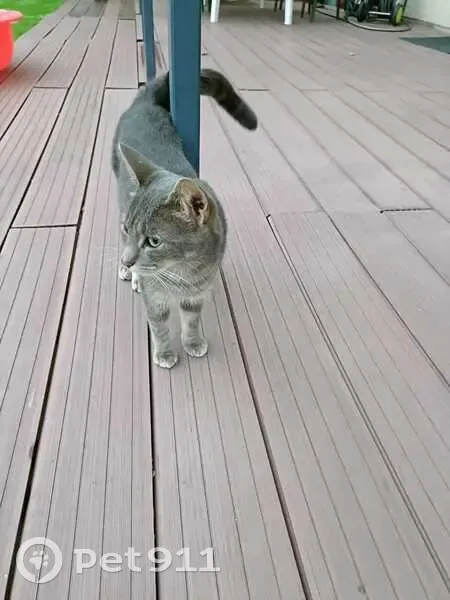 Chatte perdue, Dreux : tâche œil droit - photo