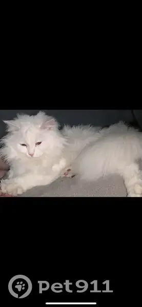 Chatte blanche perdue à Cussey-sur-l'Ognon - photo