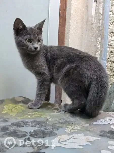 Chat Chartreux perdu à Drancy - photo