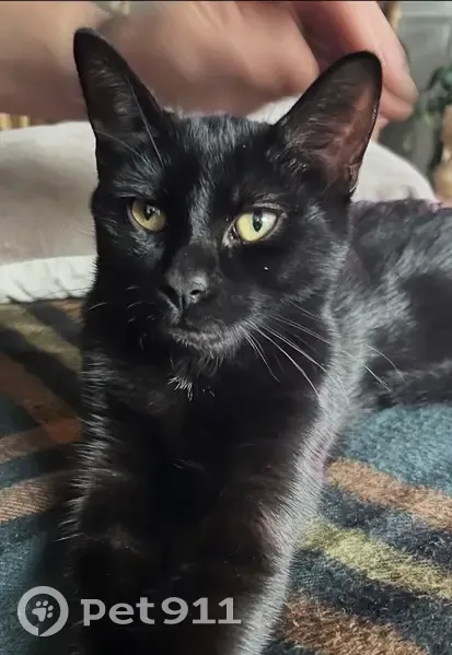 Jeune chat noir perdu, La Madeleine - photo