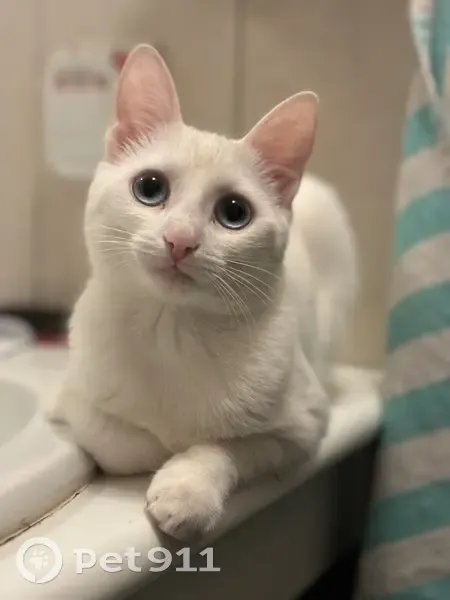 Chatte perdue : Sweetie, blanche, yeux bleus - photo