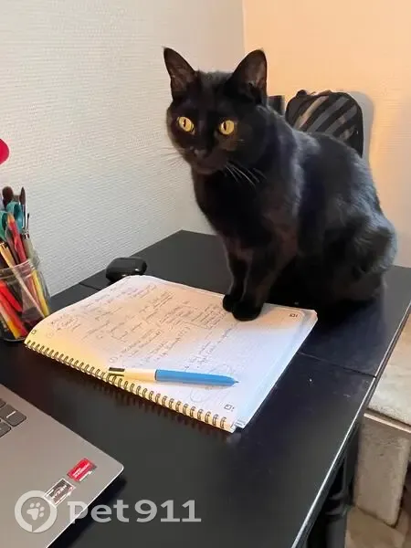 Mia, chatte d'intérieur perdue à Biéville - photo