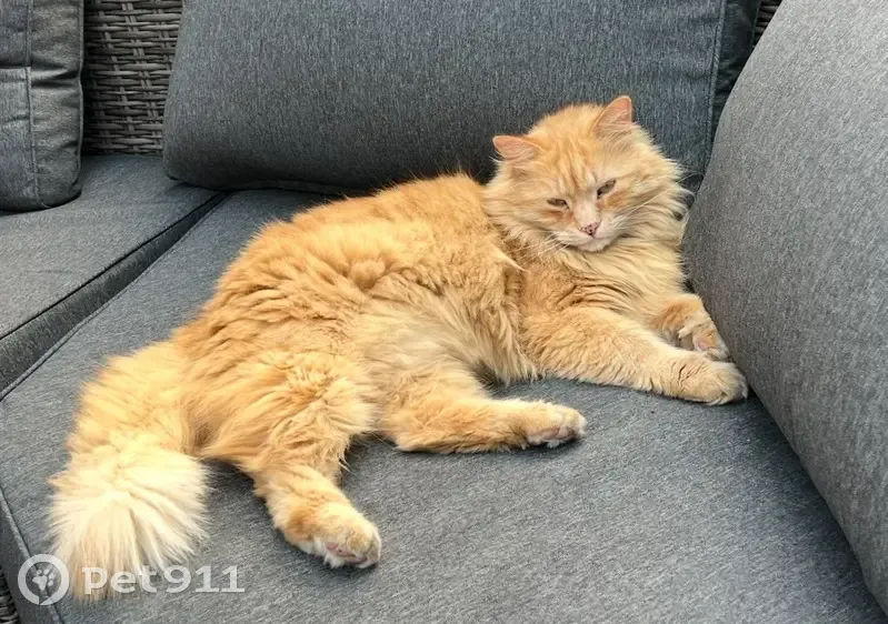 Chat roux curieux perdu à Villemoisson - photo
