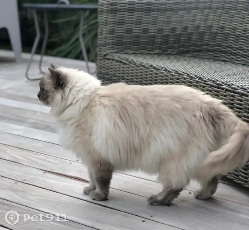 Chat perdu : craintif, collier noir, Lattes - photo