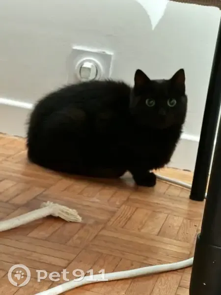 Chatte perdue : Bertille, 8 mois, noire - photo