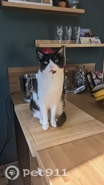 Chat perdu : Simba, noir et blanc, Vic-le-Comte - photo