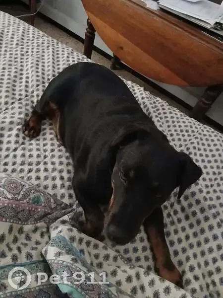 Petite chienne noire perdue à Redessan - photo