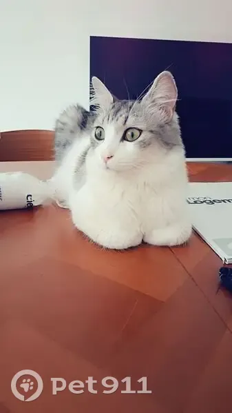 Chat perdu à Louviers : Winnie recherché - photo