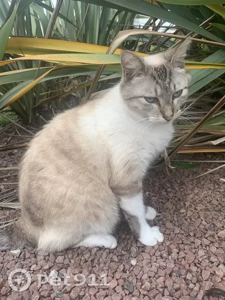 Chat mâle perdu, yeux bleus, Rue du Clos - photo