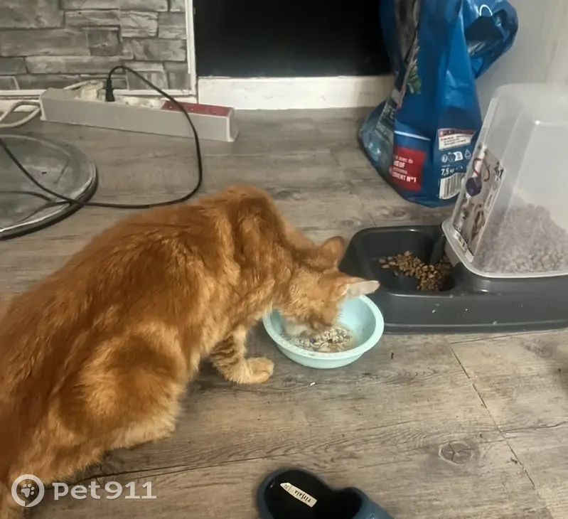 Chat malade perdu à Mitry-Mory - photo