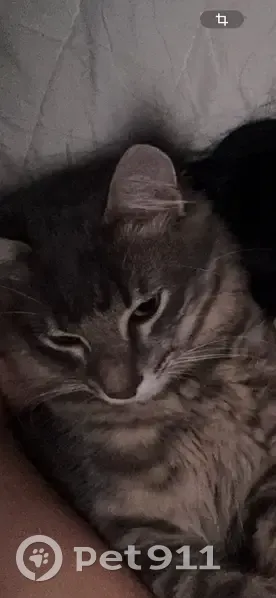 Chat perdu à Marseille, 13009 - photo