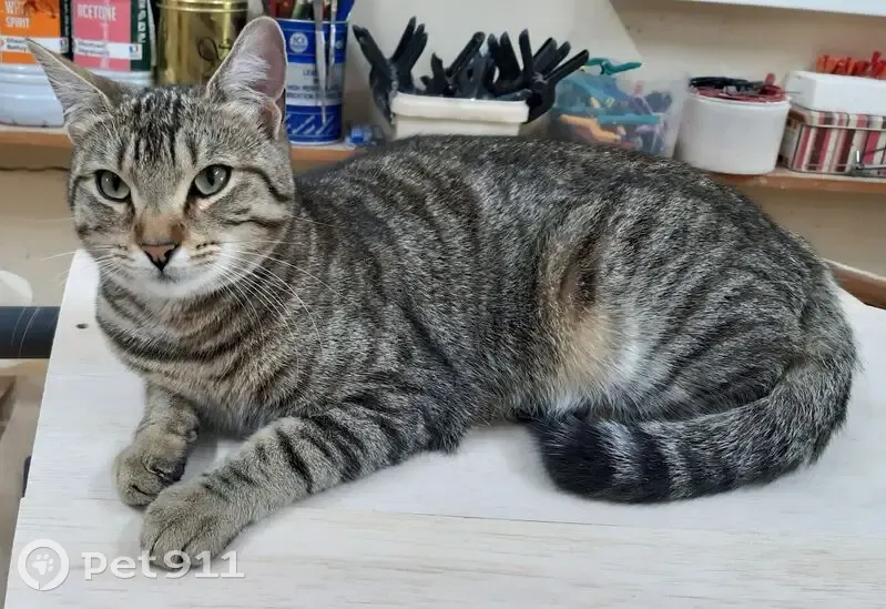 Chat Européen tigré perdu à Chassieu - photo