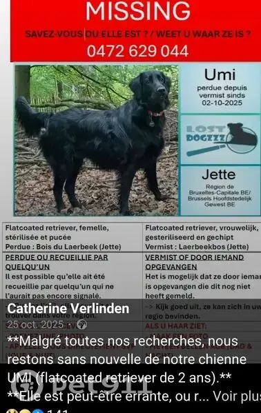 Chienne noire perdue à Jette, collier rouge - photo