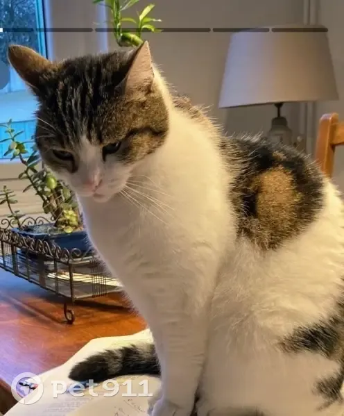 Chatte tigrée-blanche perdue à Dijon - photo