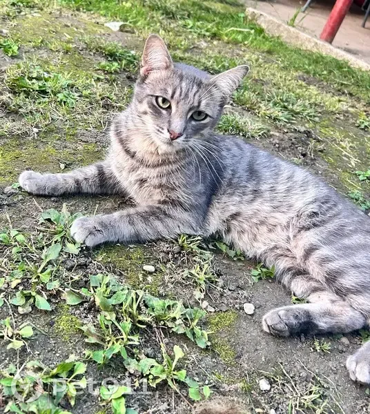 Chat perdu, mâle gris, Avenue Varlin 78 - photo