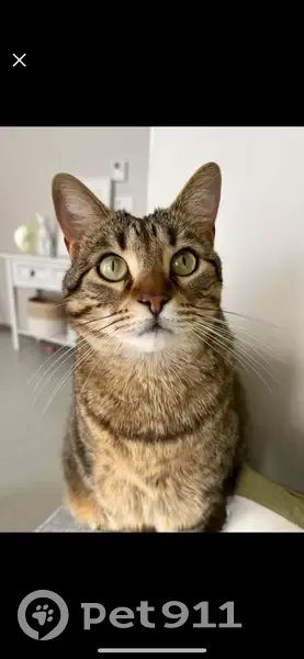 Chat perdue, tâche noire oreille gauche - photo