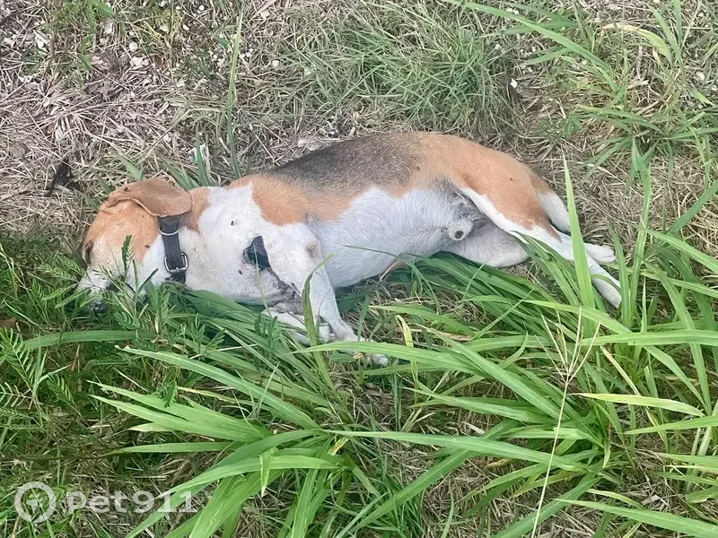 Chien mort trouvé au Helleux, Sainte-Anne - photo