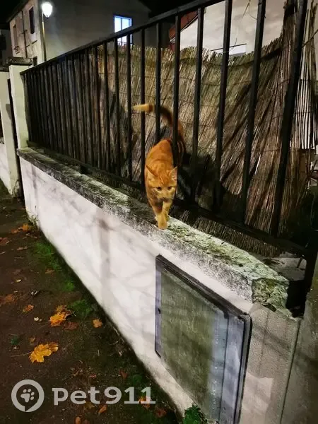 Chat roux trouvé jeune collier Chaville - photo