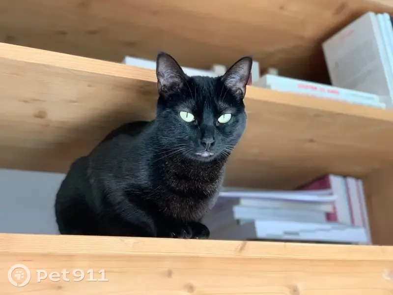 Chatte noire perdue à Bouillargues - photo
