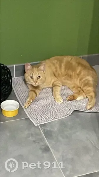 Chat roux câlin trouvé à La Voivre - photo