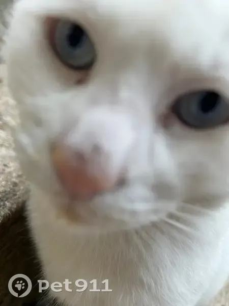 Beau chat blanc perdu à Montigny-les-Metz - photo