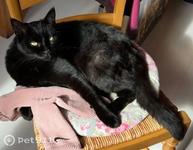 Chatte noire perdue, peureuse, Brétigny-sur-Orge - photo