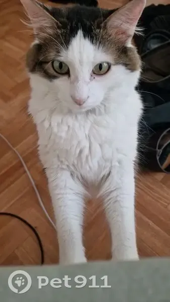 Chat blanc perdu, poil long, Eysines - photo