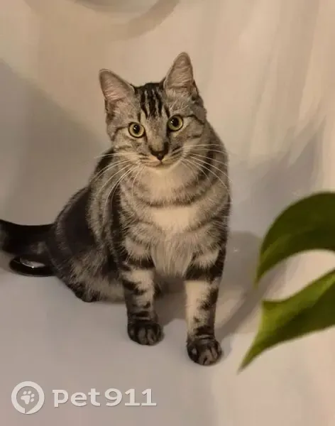 Chat tigré gris perdu à Cinq-Mars-la-Pile - photo