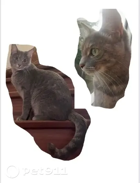 Chat perdue, yeux verts, poils gris, Oignies - photo
