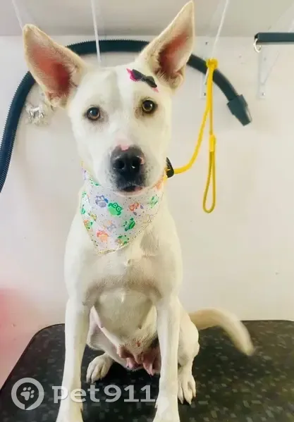 Cachorro encontrado - photo