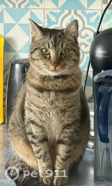 Chat perdu : Paco, tigré brun, Le Mans - photo
